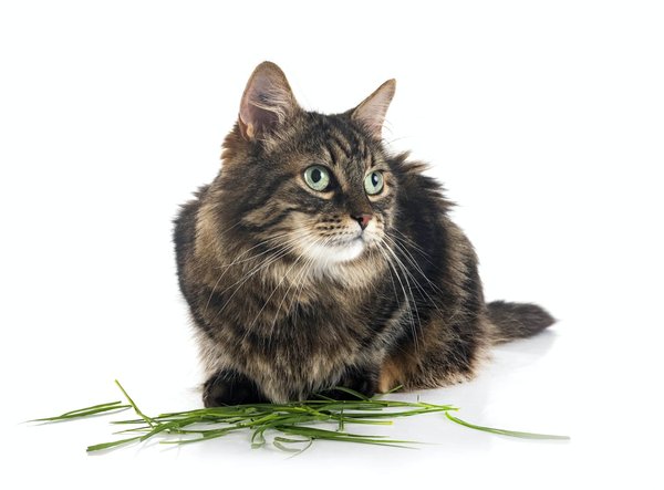 Quali sono i segni che il mio gatto ha vermi intestinali e come trattarli?