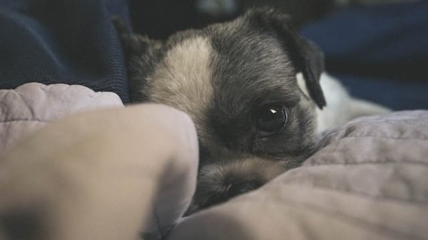 Come prevenire i disturbi digestivi nei cuccioli?